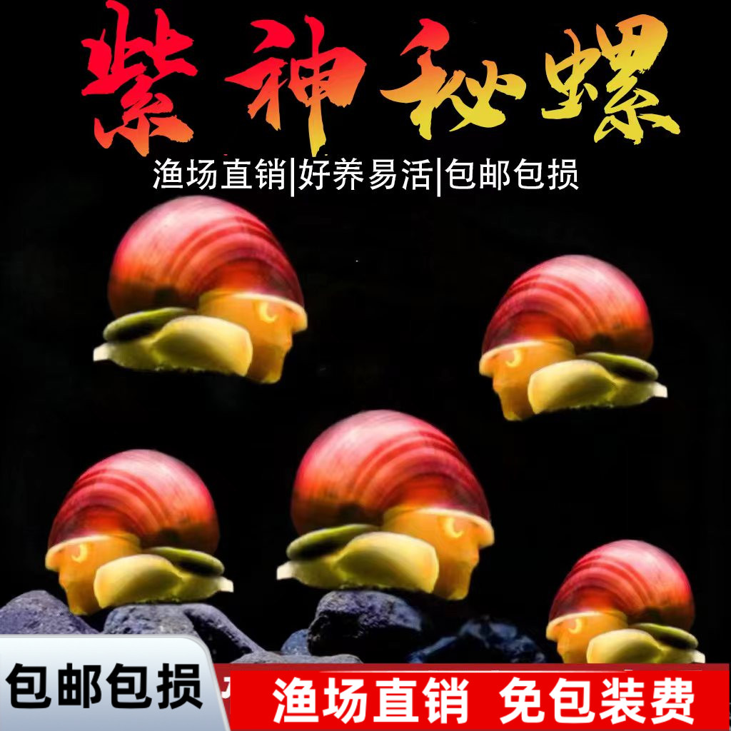 紫螺观赏螺苹果螺黑金刚神秘黄金斑马洋葱清洁除藻工具螺活体螺珍