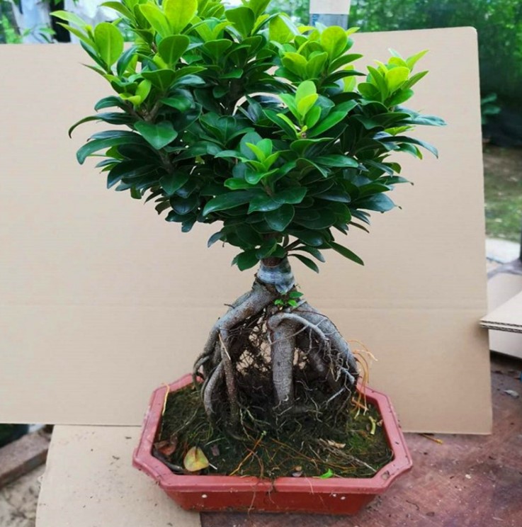 榕树盆景植物室内室外 大型绿植 人参榕净化空气s型小叶榕树盆栽
