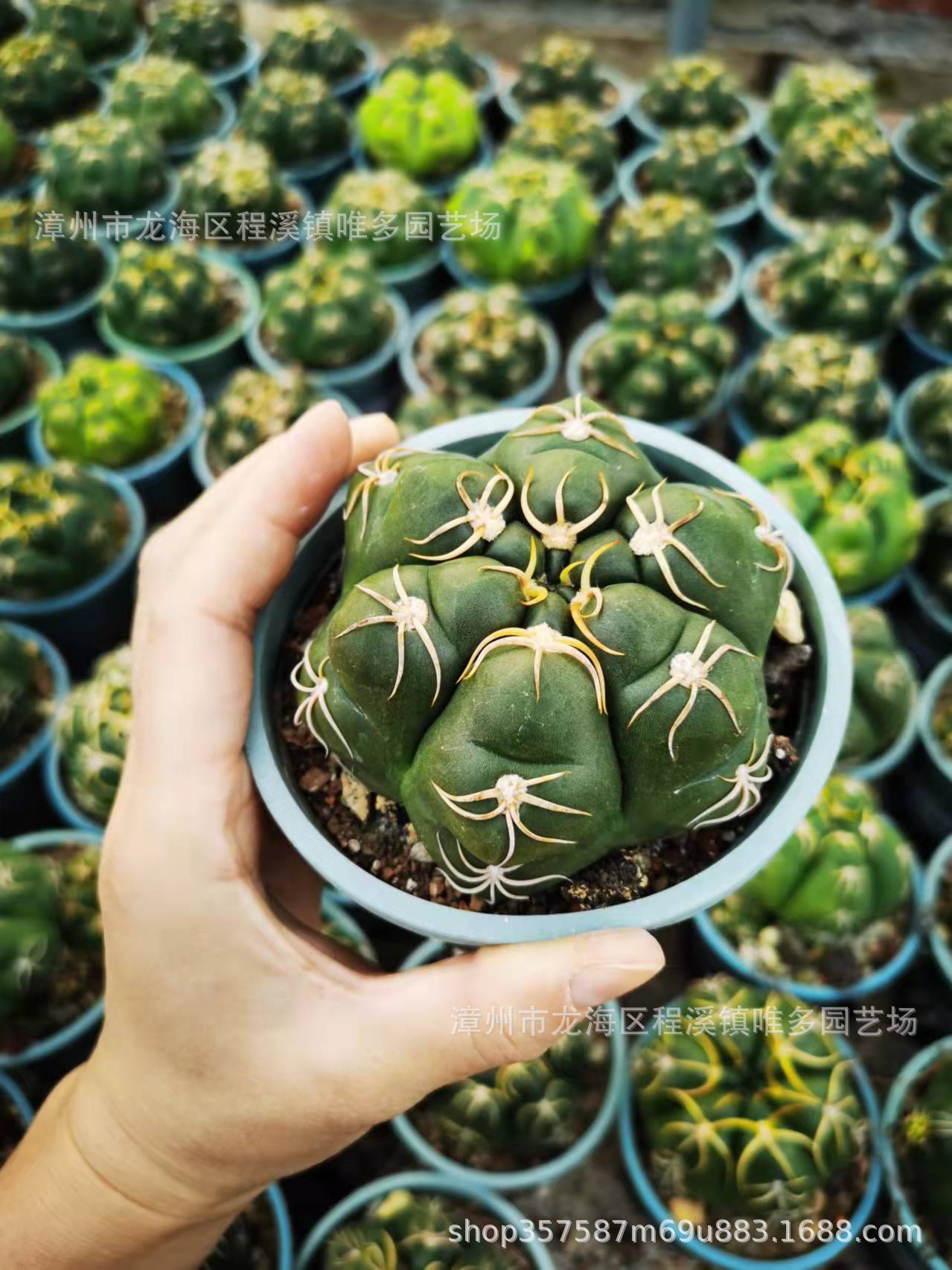 精美海王趴刺实生美花海王仙人球仙人掌多肉植物沙生植物景观盆栽
