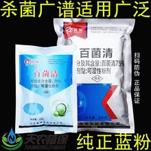 鑫星 75%百菌清蓝粉果树蔬菜花卉灰霉病白粉病叶斑病炭疽病杀菌剂