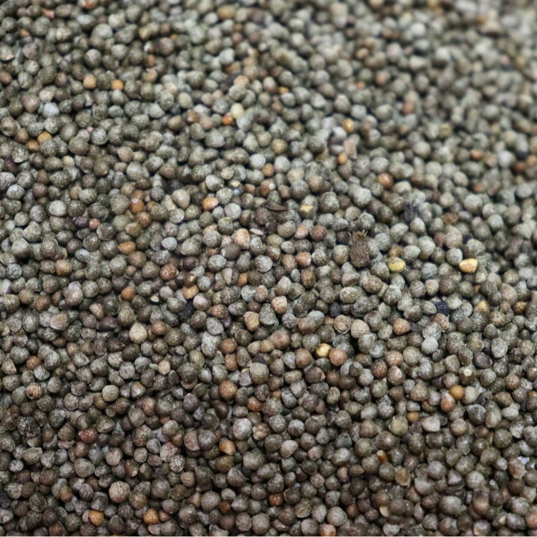 紫苏子统货产地四川500g无熏紫苏子新货中药材批发规格齐全紫苏子