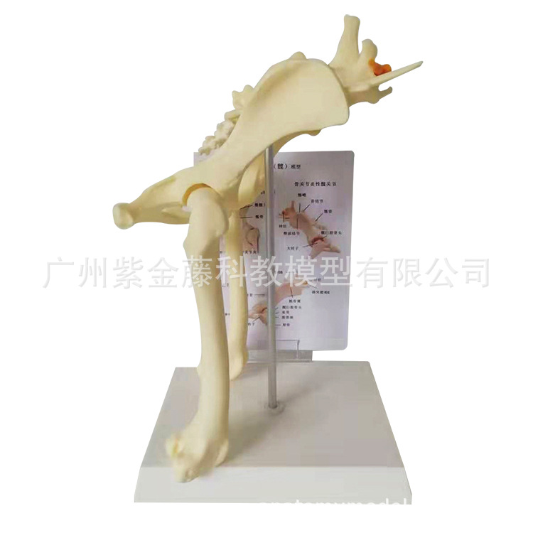 狗髋关节模型 狗骨架动物 犬骨架 宠物兽医医用兽医教学动物模型