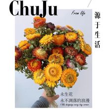 真花干花小雏菊干花花束客厅摆设装饰七彩菊花瓶干花插花厂家直销