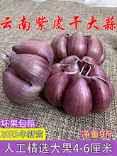 2023年新货云南紫皮蒜大蒜头干蒜头5斤中大果红皮蒜头食用新大蒜