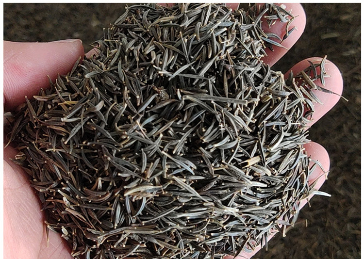 批发花种子种波斯菊草子花籽四季播种开花庭院室外易种活花卉植物