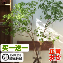 LR马醉木水培植物鲜切枝条盆栽真树室内小绿植日本吊钟客厅水养鲜