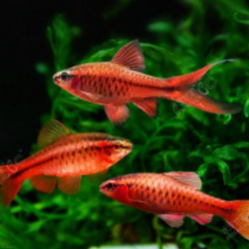 长尾樱桃灯鱼活体热带灯科鱼热带鱼红绿灯宝莲灯红玫瑰鱼草缸精灵