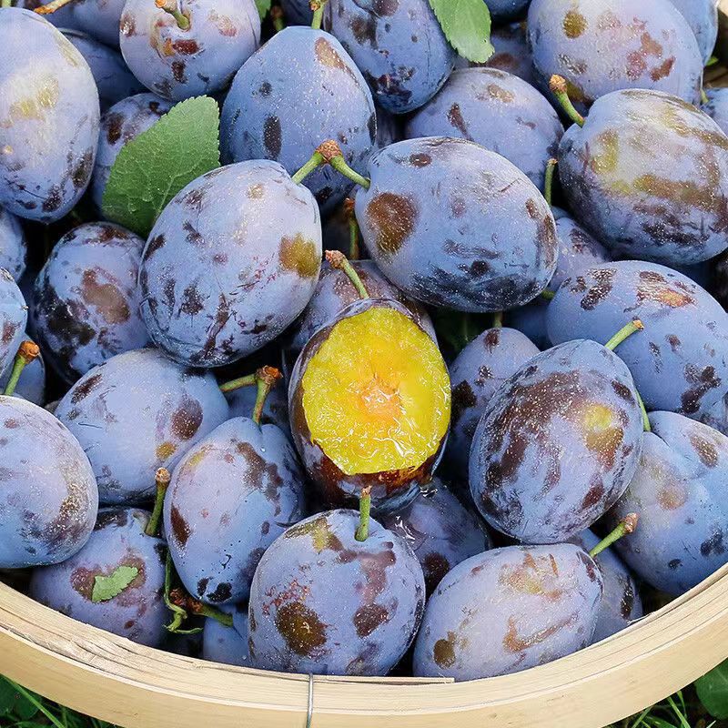 汶川西梅新鲜西梅水果5斤一件代发西梅女神果非新疆西梅大西梅