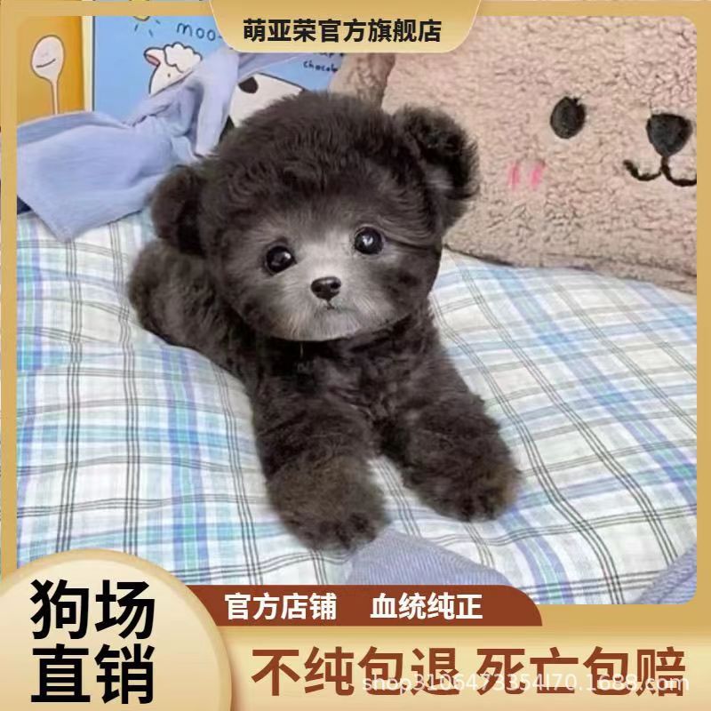 纯种泰迪幼犬活体茶杯犬泰迪犬贵宾犬幼崽家养宠物狗狗小型犬泰迪