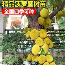 菠萝蜜树树苗嫁接果树果苗四季水果苗室内外庭院盆栽种苗耐寒榴莲