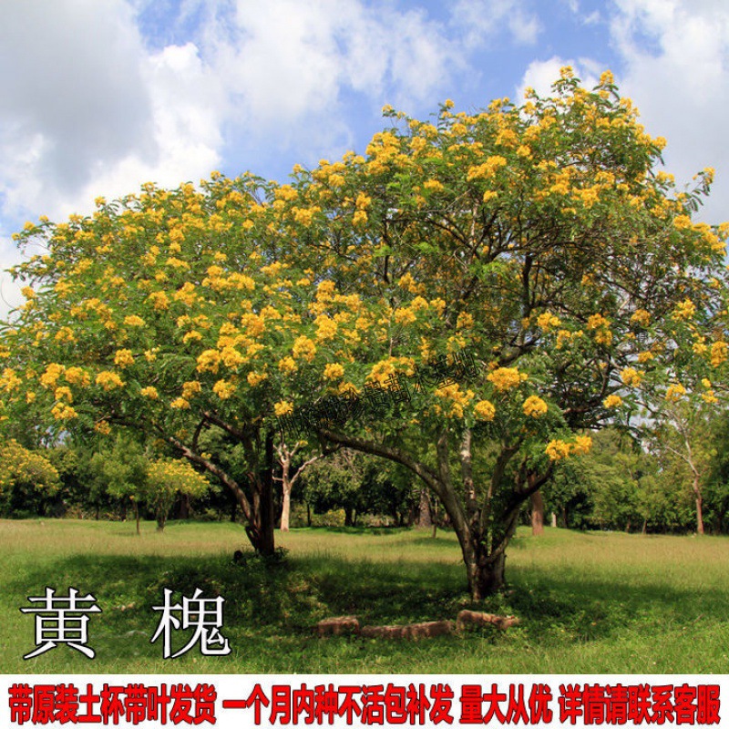 庭院别墅风景树黄槐树苗黄花决明黄槐花树苗室外四季绿化植物地栽