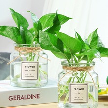 绿萝水培两件套加厚欧式ins风玻璃花瓶水培植物绿萝创意简约代发
