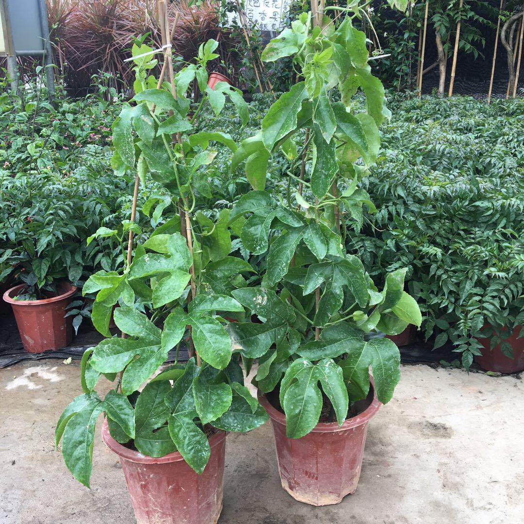 百香果苗果树苗四季可种爬藤盆栽大苗带果紫香黄金果苗当年结果苗