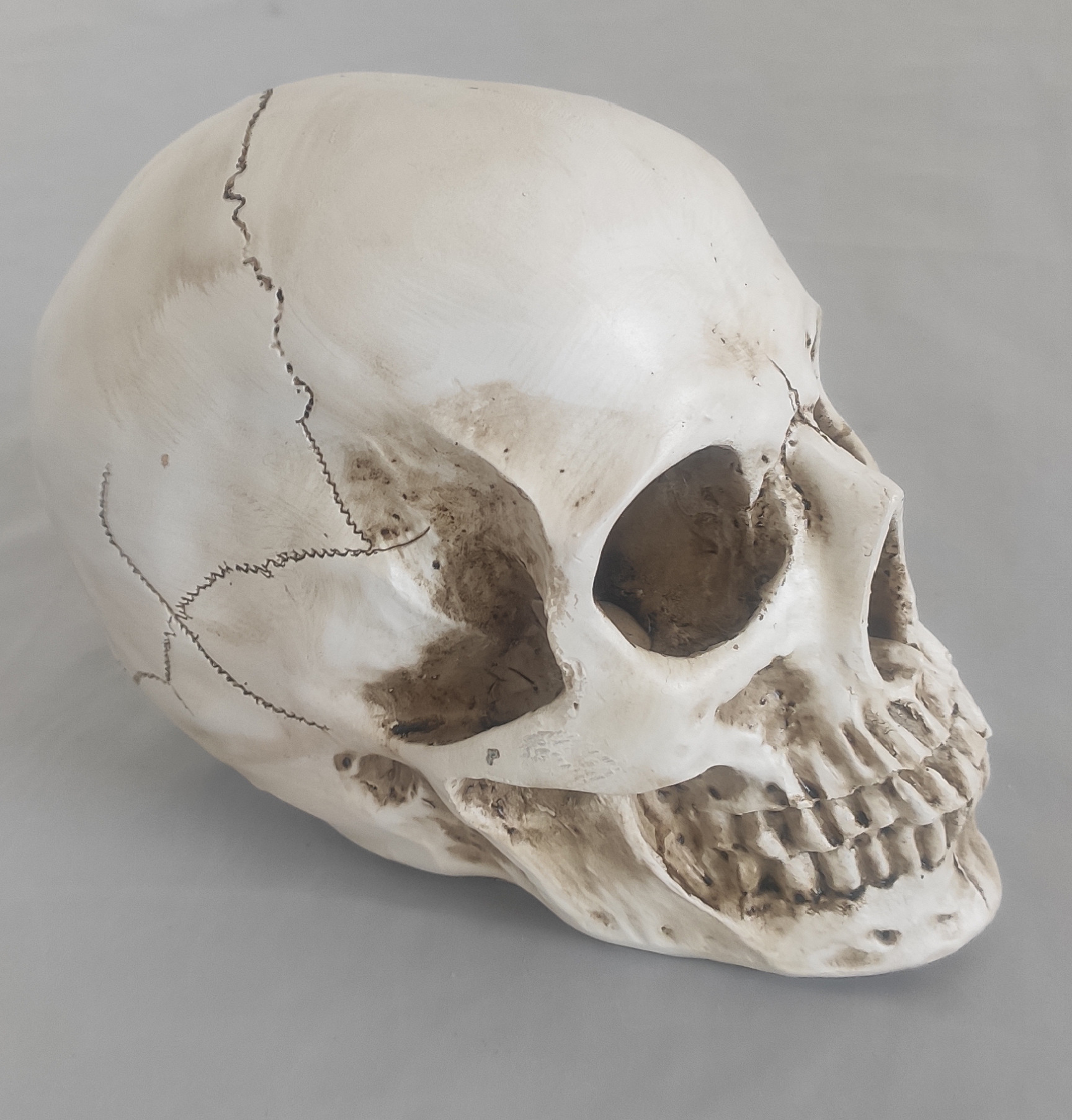 人体头骨骨骼模型骷髅头标本医学教学仿真人体骷髅头骨架模型玩具