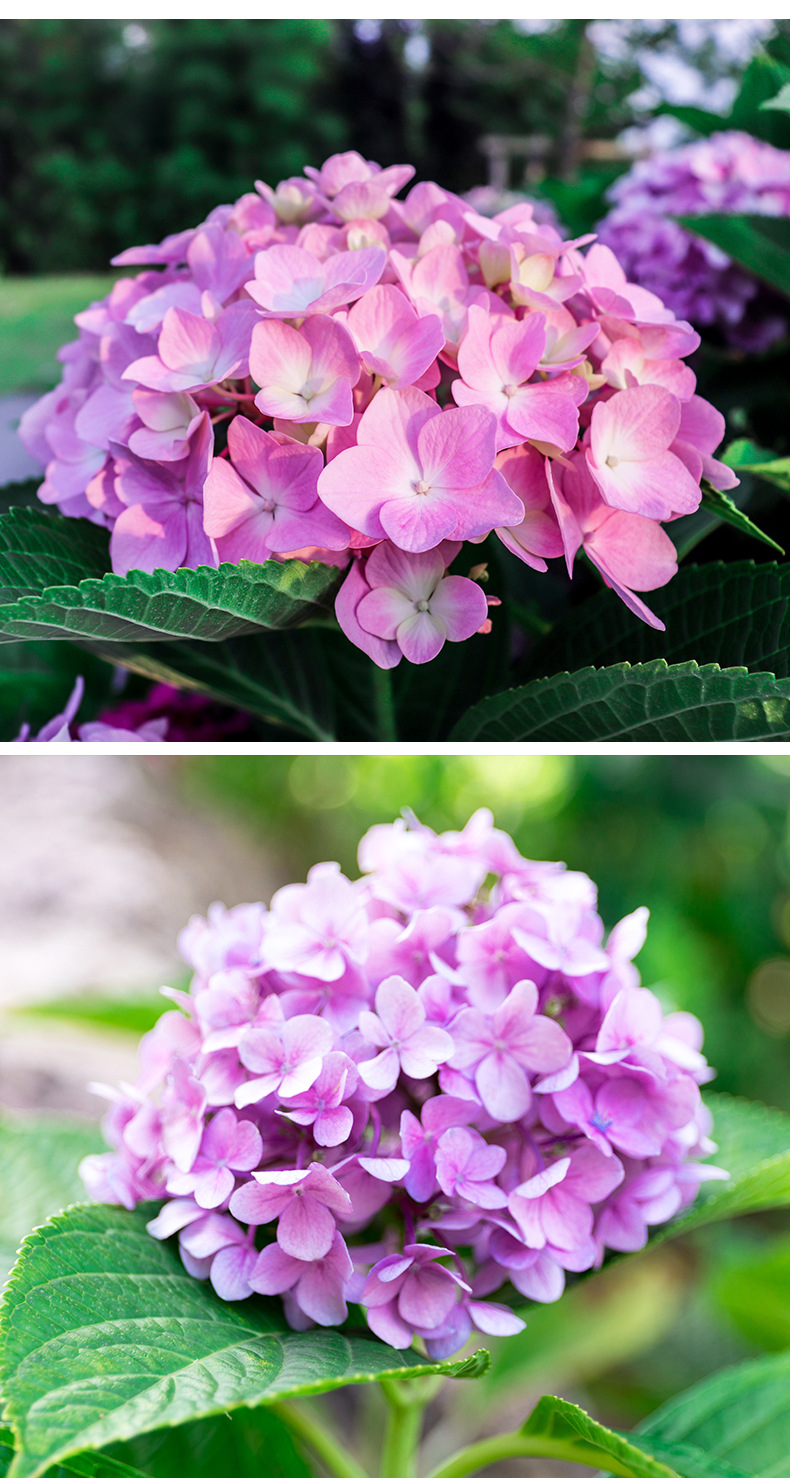 重瓣绣球鲜花云南直发直批助农昆明基地花卉插花新鲜真花斗南水养