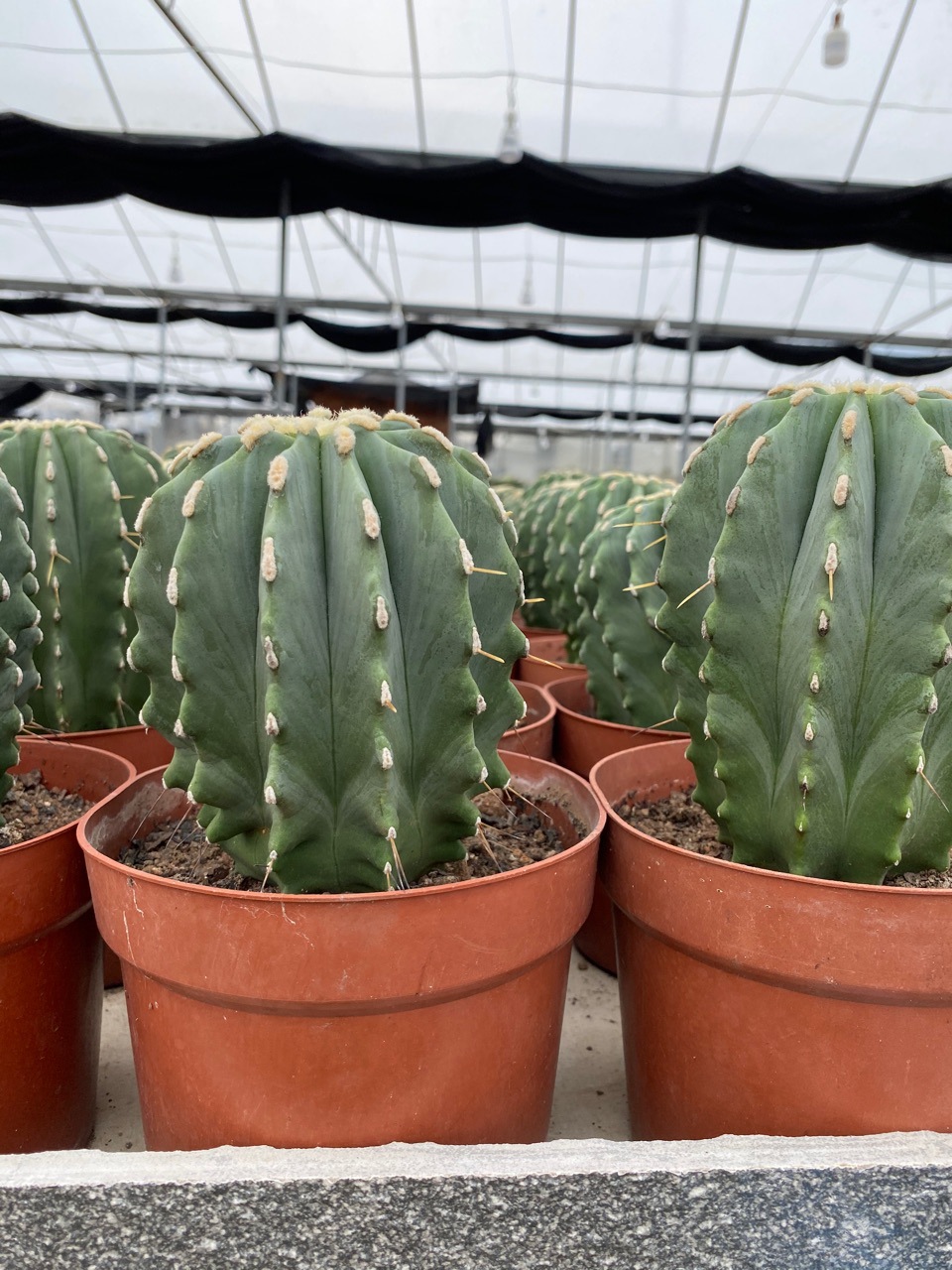 无刺王冠龙实生仙人球桌面掌形拉丝锦盆栽核桃基地批发