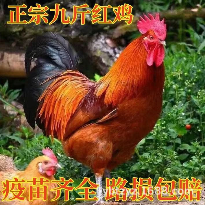 散养2斤正宗九斤红大红公鸡活的红玉大公鸡活鸡包活到家土鸡活苗