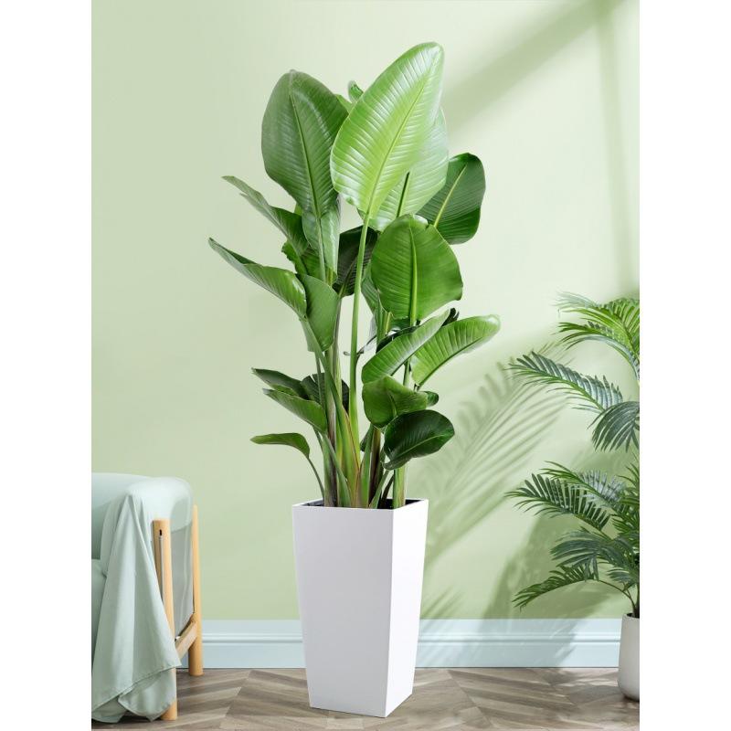 禄植盆栽客厅家养绿植落地大号室内轻奢适合家里养的电视柜旁边真