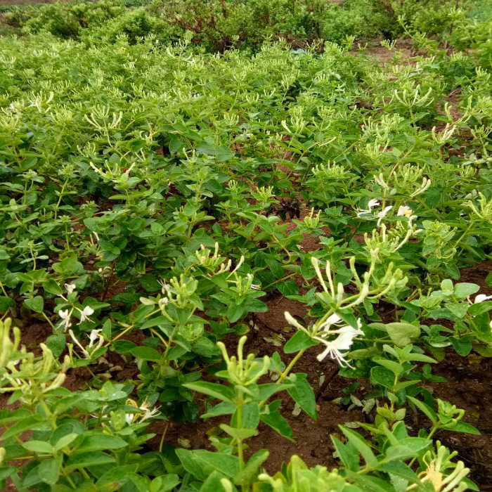 四季常青盆栽金银花盆景老桩树形红黄花庭院室内食用爬藤耐冻植物