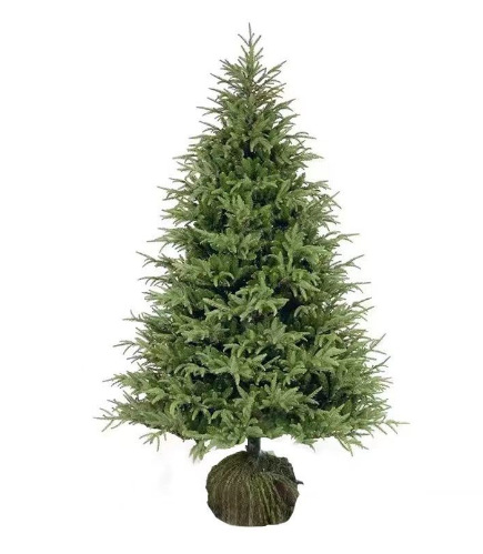 真的圣诞树盆栽真树活的挪威云杉圣诞节装饰圣诞绿植大型圣诞树