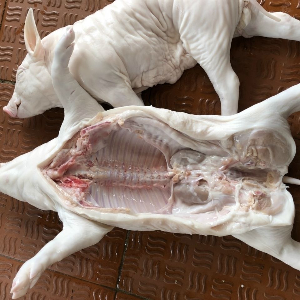 全猪整只小乳猪去内脏小香猪猪仔仔腊猪肉脆皮烤乳猪烧烤酒宴批发