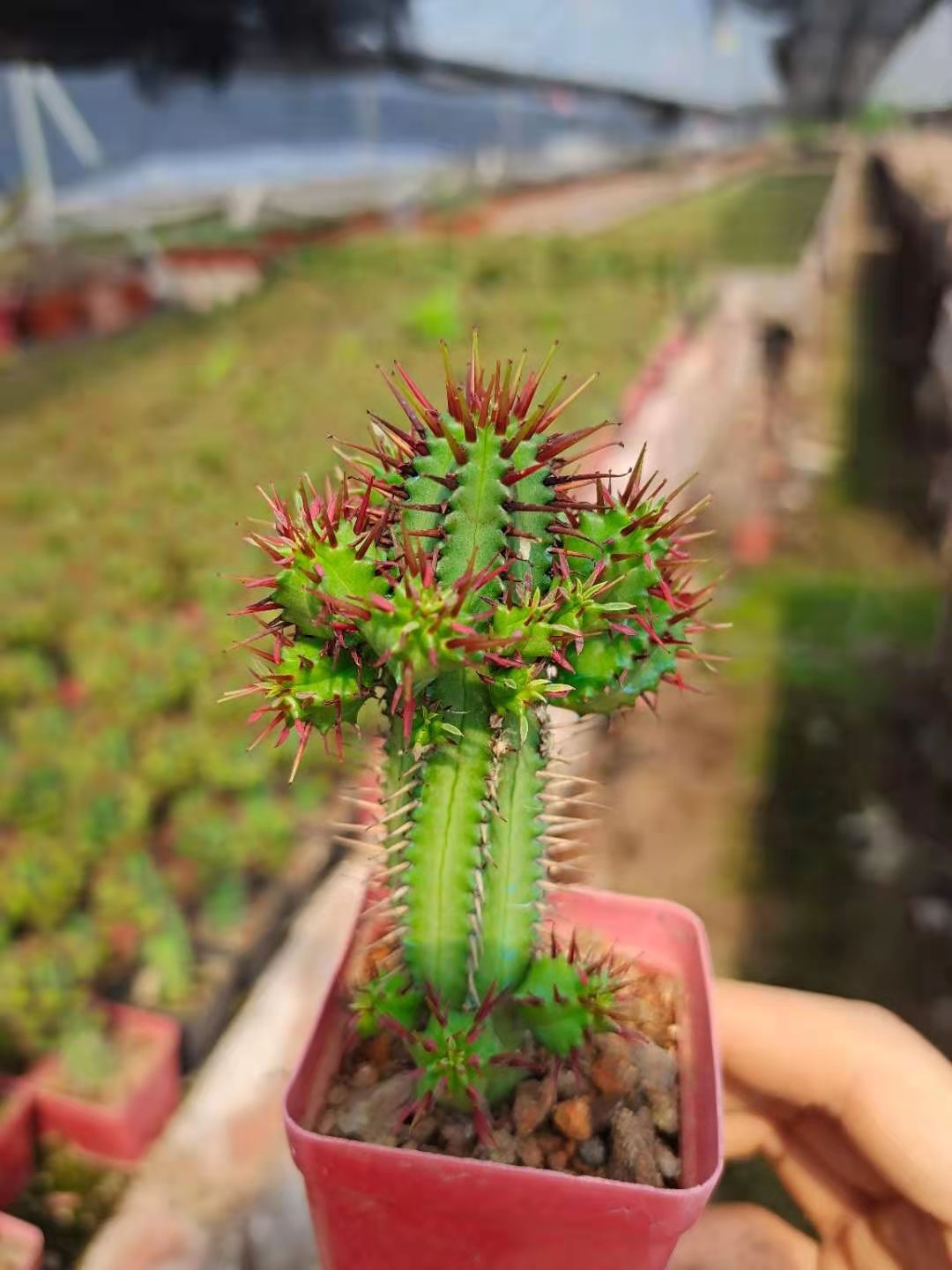 红刺火麒麟 红刺麒麟大戟科大戟属仙人掌绿植麒麟类盆栽