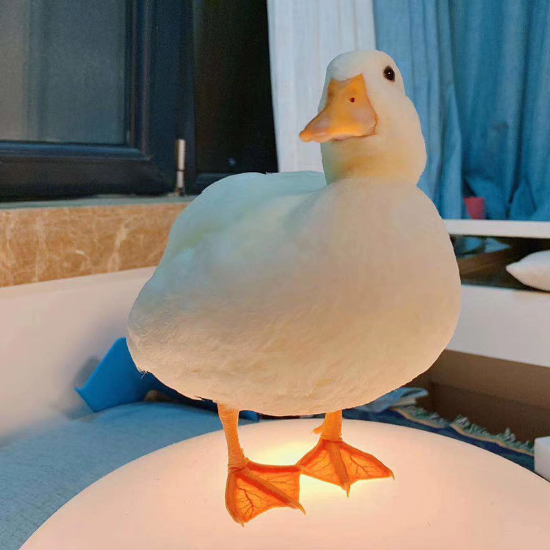 网红宠物柯尔鸭 出售活体种柯尔鸭的价格 出售观赏柯尔鸭