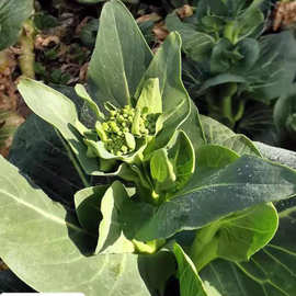 江苏霜冻苏州青菜苔新鲜  甜糯嫩菜心菜头菜尖农家肥露天种植