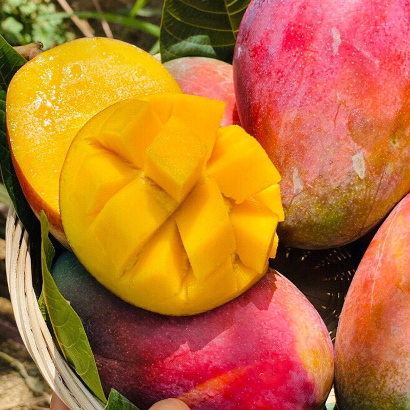 四川攀枝花彩虹芒代发3/5斤大果新鲜水果应季热带水果非甜心芒果