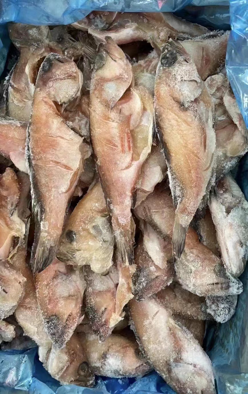 青石斑鱼冷冻青斑鱼深海斑鱼清蒸自助餐饭堂员工餐10斤约40条商用