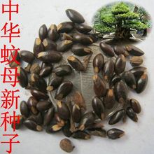 大叶蚊母种子 中华文母种子 中华蚊母树种子 园林绿化林木树种子