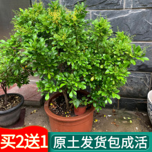 香水米兰花盆栽带花苞室内花卧室浓香型四季花卉植物开花易活绿植