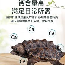 原种纯佛爆刺鳄鱼龟活体杂佛鳄龟北美成年大龟种龟