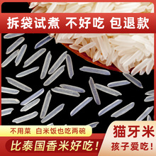 猫牙米泰国香米形状长粒香大米丝苗米煲仔饭米大米2023年新米