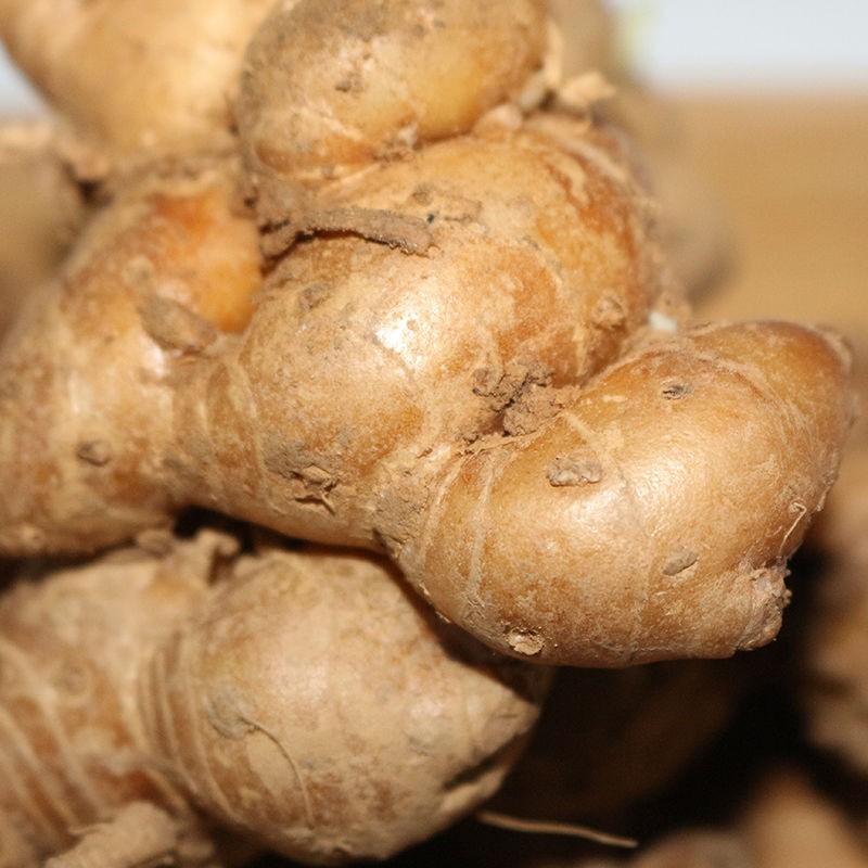 广东高州特产新鲜沙姜/山奈调料沙姜可批发 白切鸡椰子鸡猪脚配料