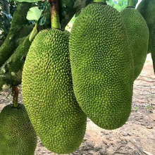 树上熟18斤越南红肉菠萝蜜一整个新鲜水果包邮当季红心波罗蜜干苞
