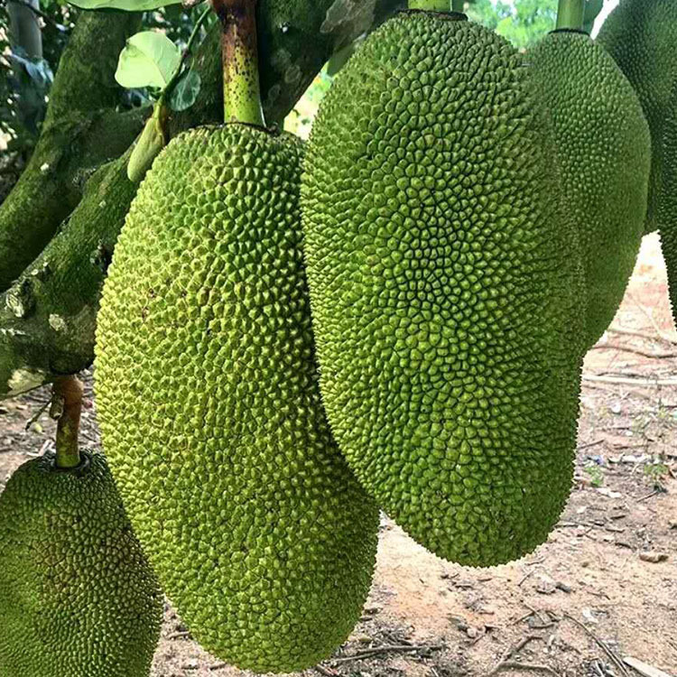 海南新鲜黄肉菠萝蜜水果当季水果25斤黄肉干苞靓果红肉菠萝蜜批发