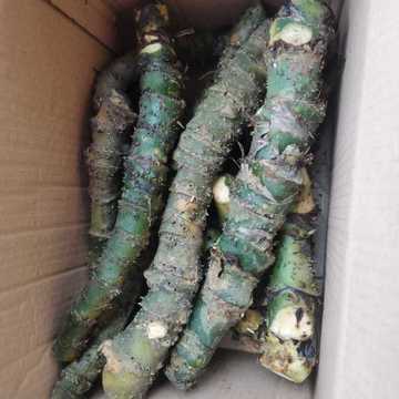 消淋巴,散结核 簕茨菇 水刺芋 簕芋 500克一斤其他小阿炮中国大陆