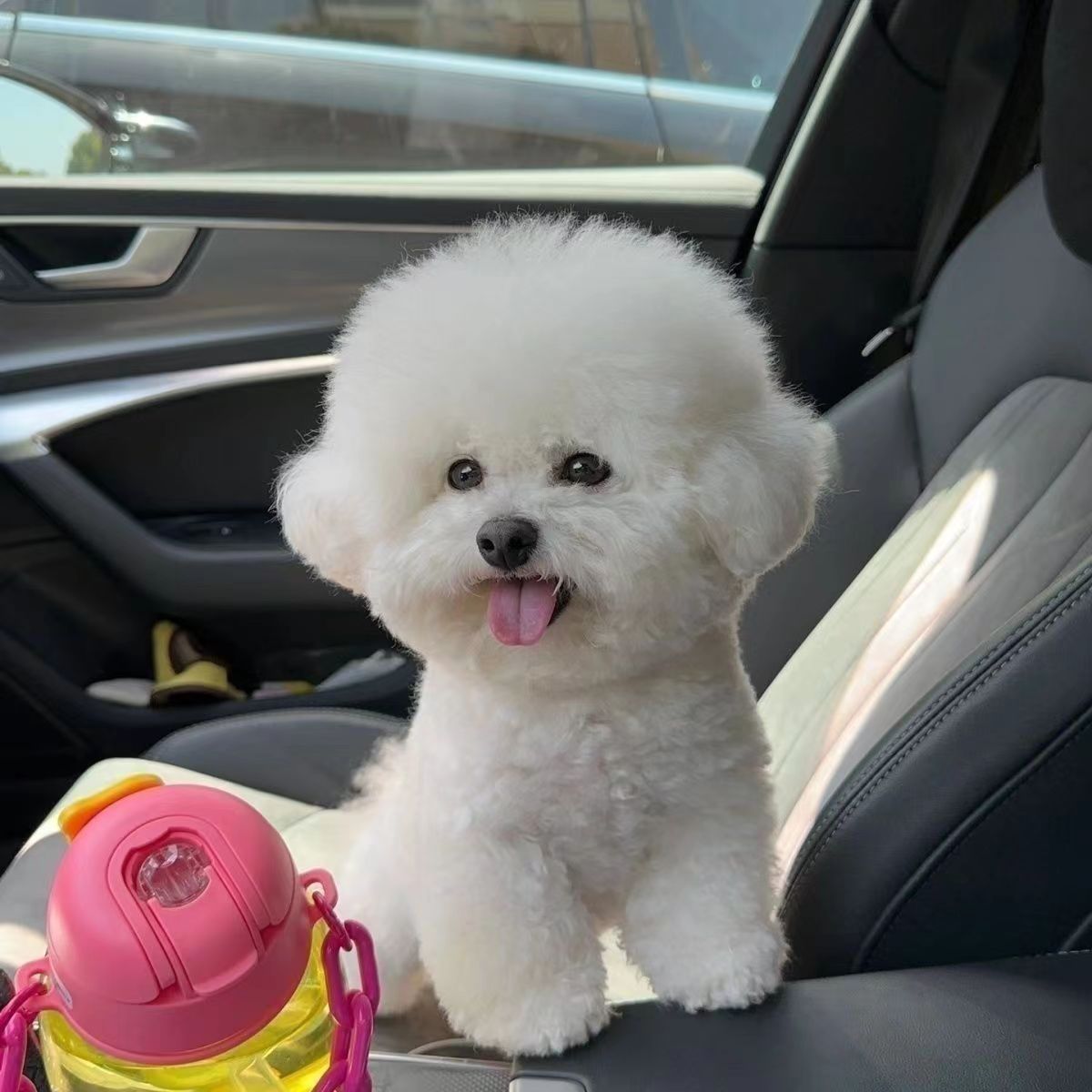比熊幼犬活物出售纯种比熊犬活体价格双血统活体宠物比熊宠物狗