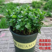 食用薄荷盆栽驱蚊草留兰香薄荷驱蚊阳台植物好养绿植室内四季常青