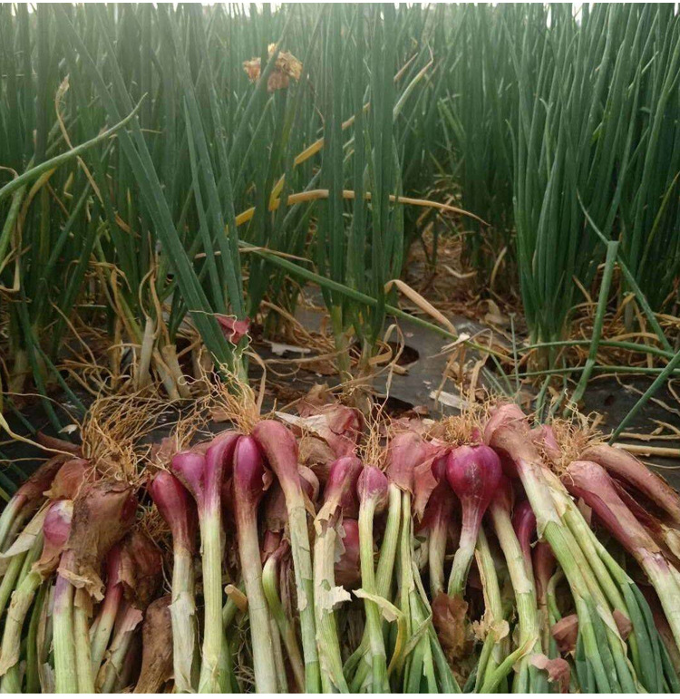 火葱头香葱四季葱种籽小香葱种子葱苗阳台盆栽蔬菜红红葱种籽孑