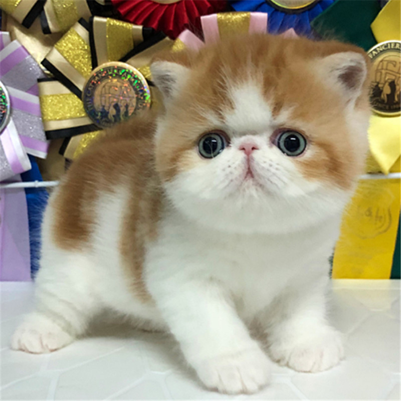纯种加菲猫咪异国短毛猫幼崽净樊矮脚纯白色加菲猫小猫宠物活物