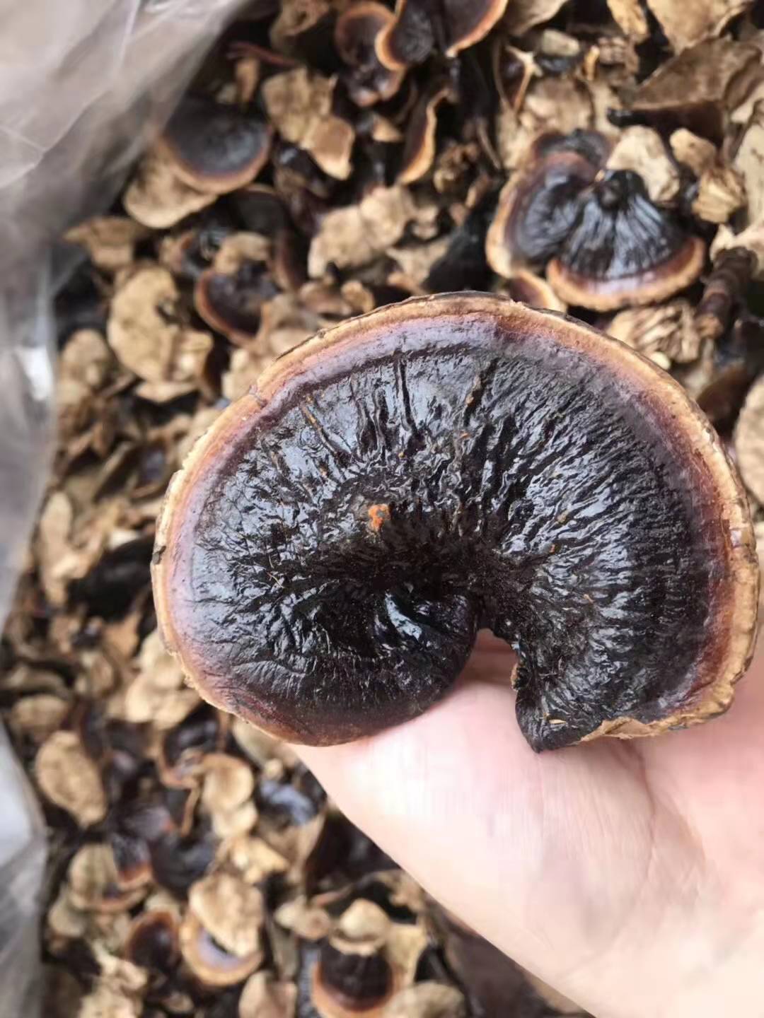 产地货源长白山金边小灵芝统货散装礼盒自用送人滋补泡水煲汤灵芝