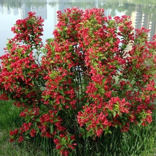 红王子锦带耐寒苗 庭院绿植绿篱植物 绿化苗木植物工程苗木