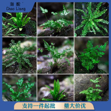 微景观植物蕨类水陆雨林缸假山造景绿植生态瓶DIY材料耐阴湿观叶