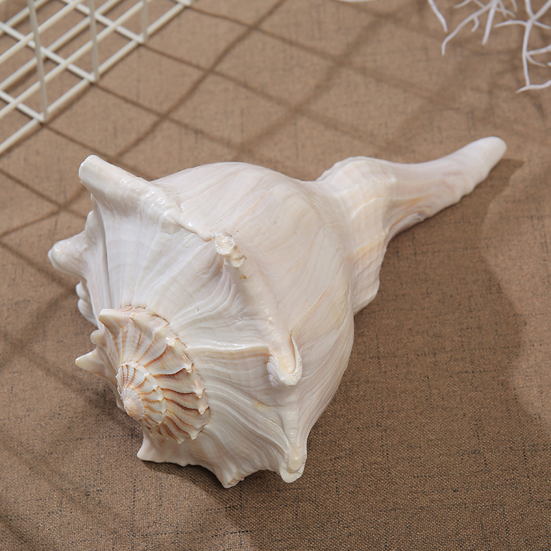 17-20cm左旋螺 能转风水 密宗修法 稀少 天然 海螺贝壳
