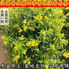 爬藤花卉绿植盆栽法国香水藤茉莉老桩大苗浓香型 耐寒耐热 花期长