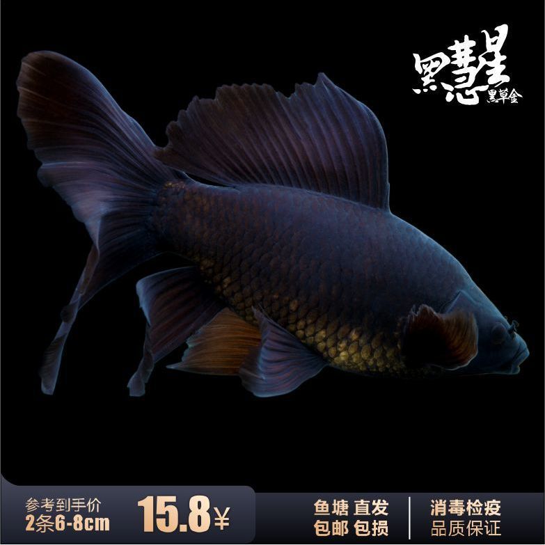 黑彗星龙凤短尾草金观赏鱼冷水淡水镇宅黑鱼龙凤锦鲫好养易活包邮