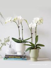 北欧简约陶瓷小花盆高级感兰花花盆白色2.8寸单支蝴蝶兰专用花盆