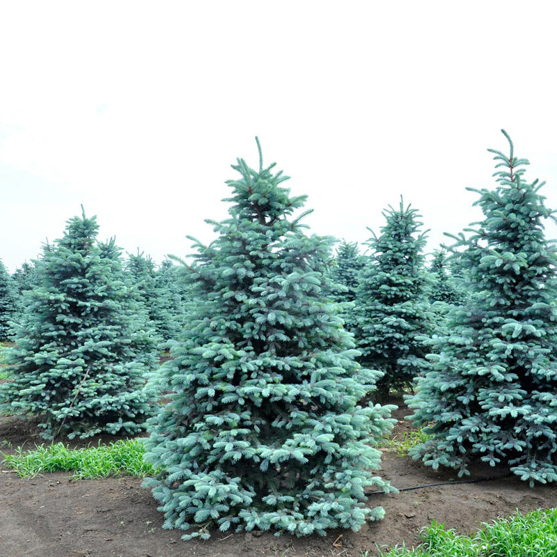 基地美国蓝杉树苗高档耐寒杉苗庭院种植常绿科罗拉多圣诞节蓝杉苗